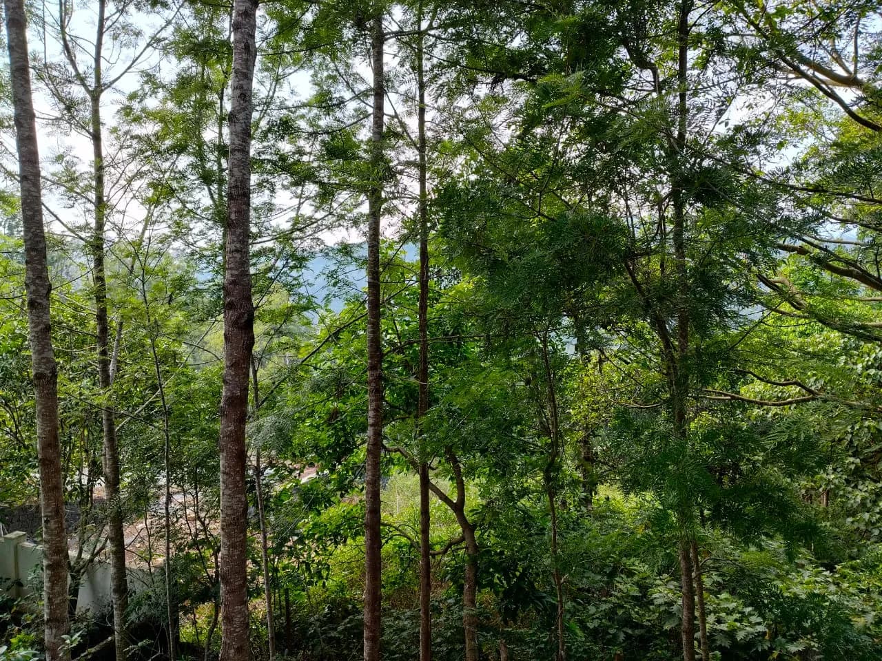 Trees surrounding the bungalow